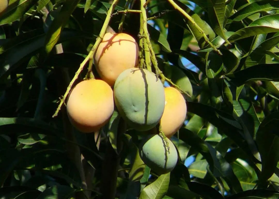 Muri Tras Caer De Un Rbol De Mango En Ciudad Del Este Noticiero