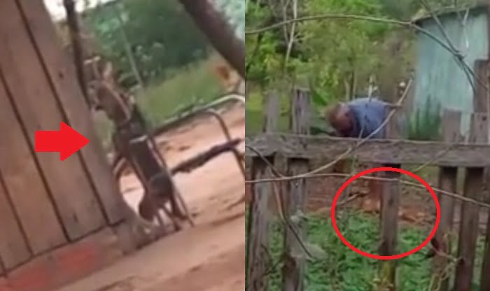Hombre mata a un perrito colgándolo de un árbol en Coronel Oviedo  