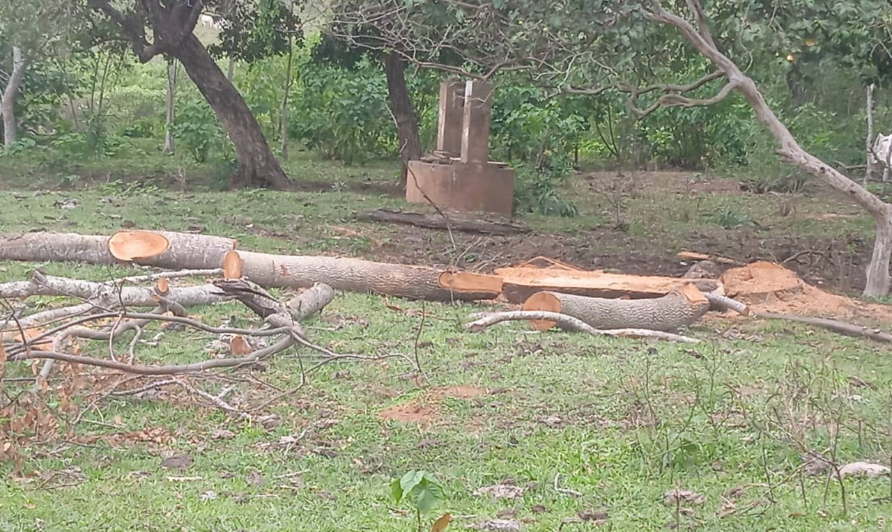 Fiscalía del Medio Ambiente, prohibió  tala árbol en una compañía de San José de los Arroyos