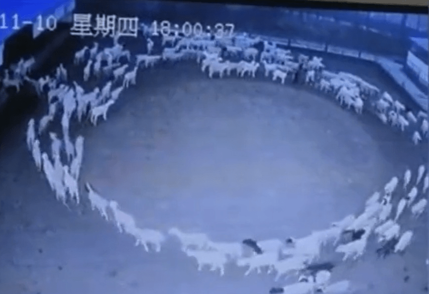 Explican el “gran misterio” de las ovejas que se mueven en círculos en China