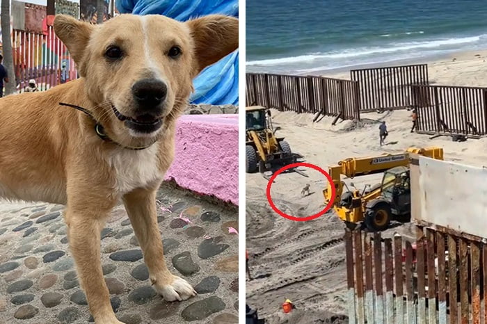 Deportan a “Oso”, el perrito que cruzó la frontera desde Tijuana por el ‘sueño americano’