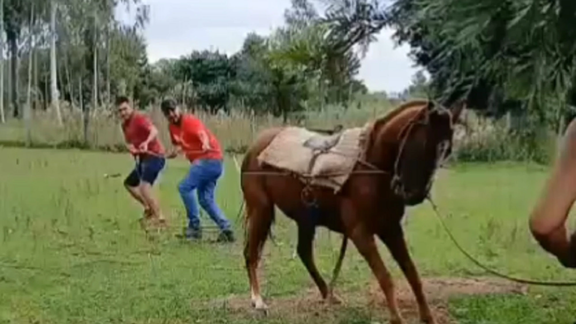 La Fiscalía ordena la detención del dueño del caballo golpeado brutalmente en Misiones