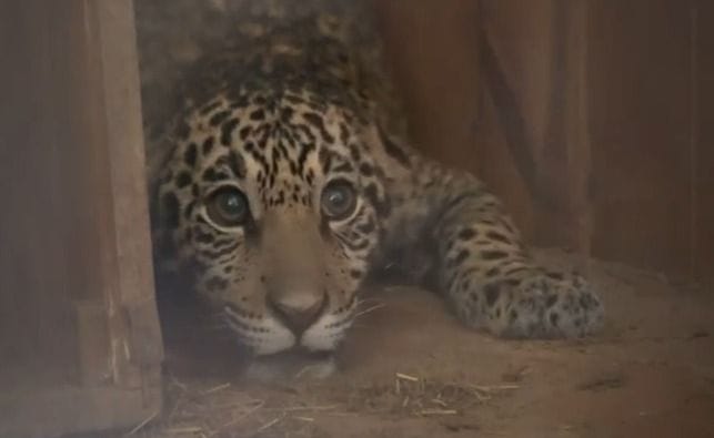 Jerovía, el jaguareté rescatado, inicia una nueva etapa en Itaipú