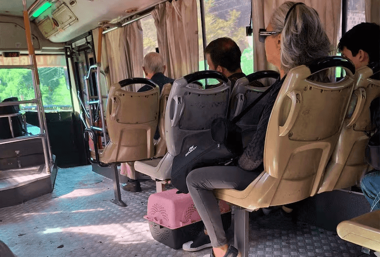 Empresa de transporte pide disculpas por haber echado a pasajera con su gato Empresa de transporte pide disculpas por haber echado a pasajera con su gato