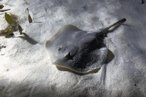 Picaduras de rayas dejan 14 atendidos en Encarnación