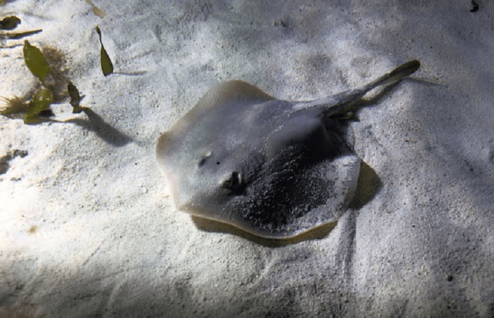 Picaduras de rayas dejan 14 atendidos en Encarnación