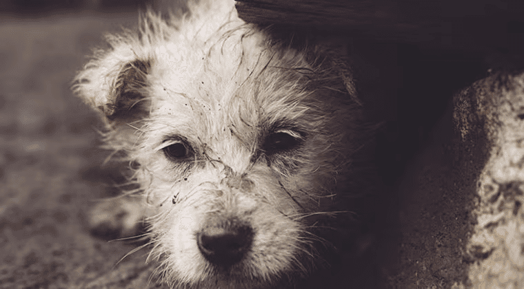 Sospechan que hombre mató a su perro para evitar ser procesado por maltrato animal Sospechan que hombre mató a su perro para evitar ser procesado por maltrato animal