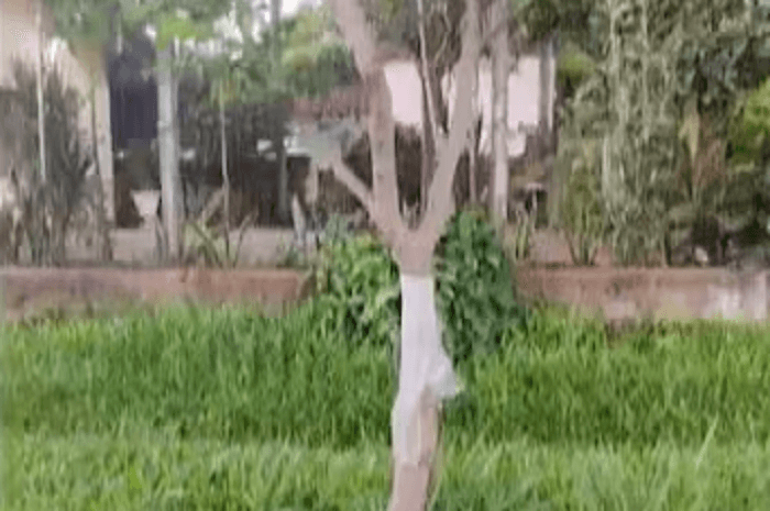 Padres entregaron a su hijo a la Policía, antes lo ataron a un árbol