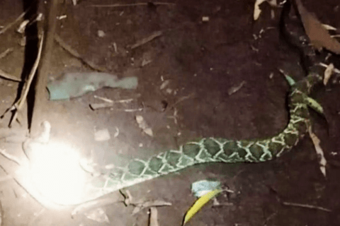 Niño de 10 años sobrevive a mordida de serpiente en Itapúa