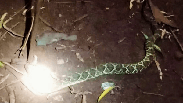 Niño de 10 años sobrevive a mordida de serpiente en Itapúa
