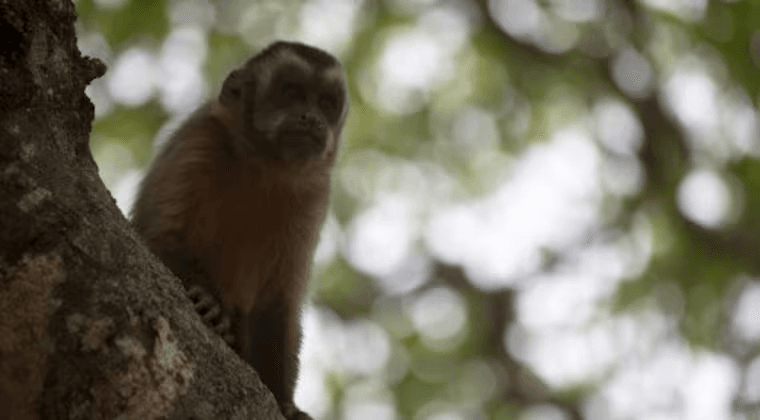 Mono suelto ataca a niño de 3 años mientras se cepillaba los dientes