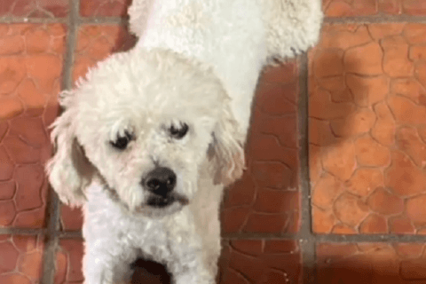 Roban un caniche y lo devuelven muerto en una bolsa tras negarse a pagar en Itauguá