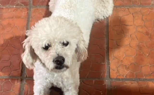 Roban un caniche y lo devuelven muerto en una bolsa tras negarse a pagar en Itauguá Roban un caniche y lo devuelven muerto en una bolsa tras negarse a pagar en Itauguá