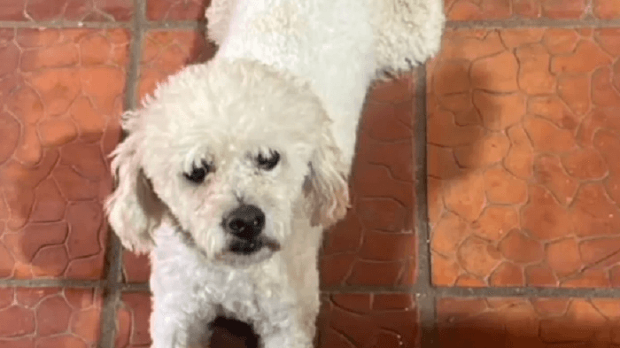 Roban un caniche y lo devuelven muerto en una bolsa tras negarse a pagar en Itauguá