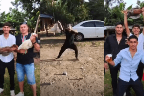 Defensa Animal investiga maltrato a gallos y gallinas en Coronel Oviedo