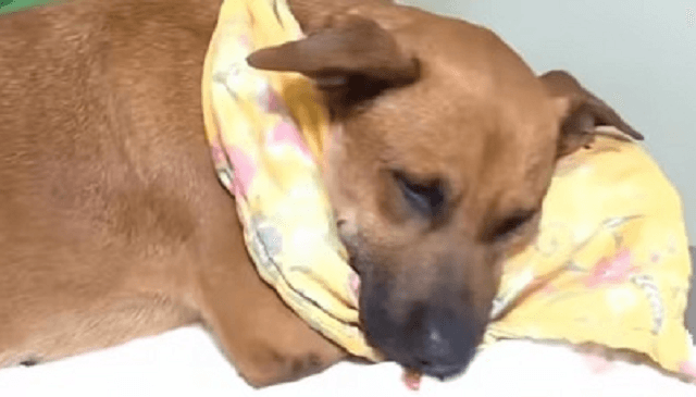 Canela fue sometida a una nueva cirugía tras complicación