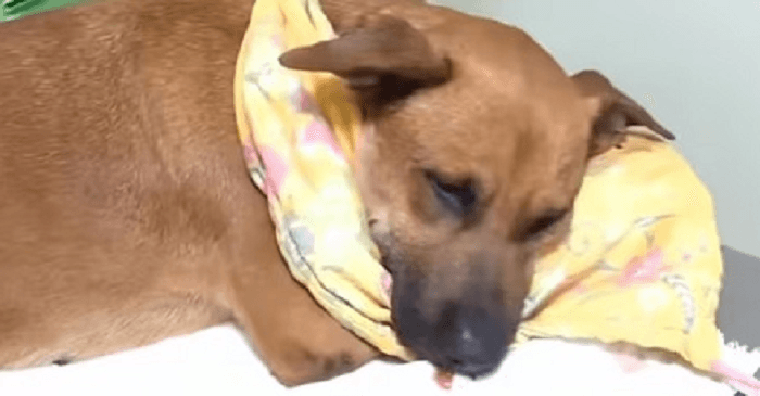 Canela fue sometida a una nueva cirugía tras complicación Canela fue sometida a una nueva cirugía tras complicación