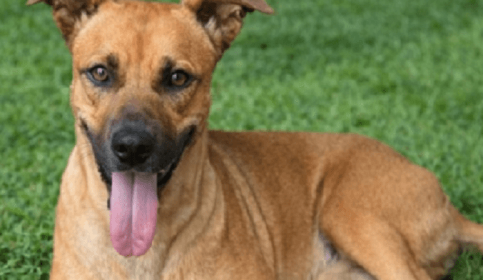 Canela será operada mañana y piden oraciones por su recuperación