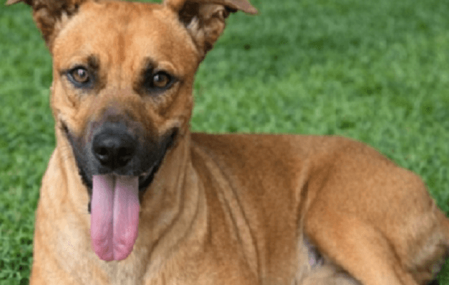 “Ley Canela”: Presentan proyecto que regula la fabricación, venta y uso de pirotecnias