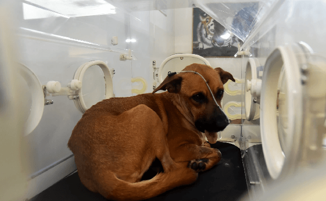 Canela se somete a su tercera cirugía tras perder la mandíbula por explosión de cebollón