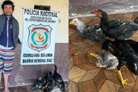 Hombre robó cinco gallinas y terminó detenido