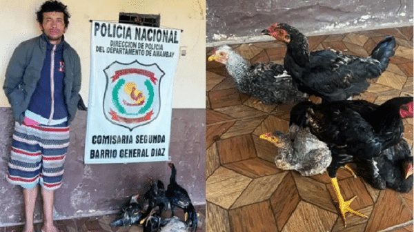Hombre robó cinco gallinas y terminó detenido