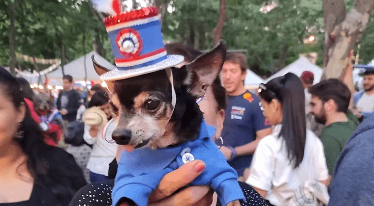Elegirán al “jagua” más patriota durante desfile por los 215 años de independencia