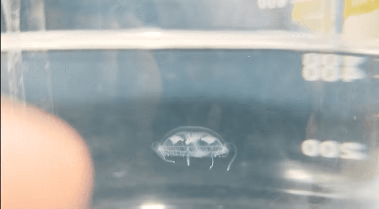 Histórico hallazgo: Registran por primera vez una medusa de agua dulce en Paraguay