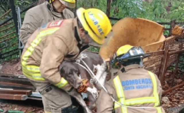 Raudal arrastra a un perro al arroyo Lambaré y tras horas de agonía es rescatado por bomberos Raudal arrastra a un perro al arroyo Lambaré y tras horas de agonía es rescatado por bomberos