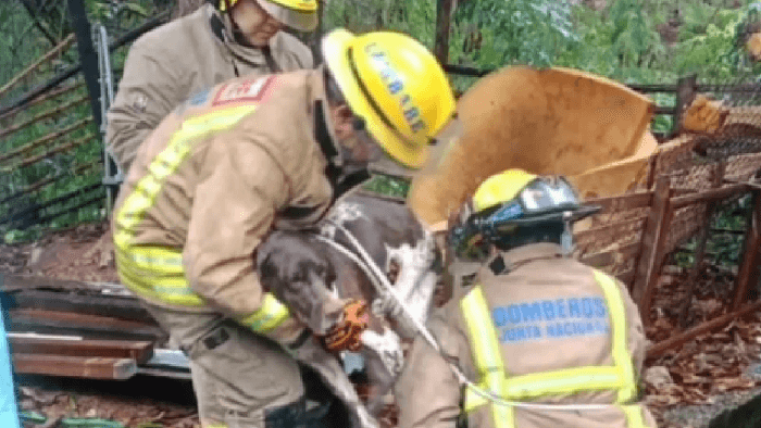 Raudal arrastra a un perro al arroyo Lambaré y tras horas de agonía es rescatado por bomberos Raudal arrastra a un perro al arroyo Lambaré y tras horas de agonía es rescatado por bomberos