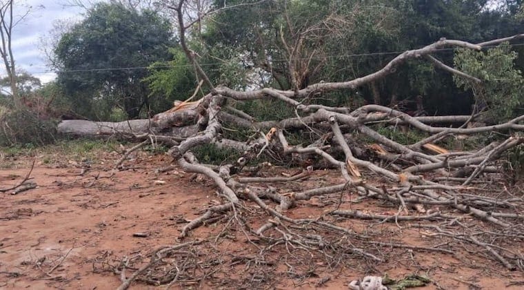 Tragedia en Puentesiño: fuertes vientos provocaron caída de árbol sobre madre e hijo Tragedia en Puentesiño: fuertes vientos provocaron caída de árbol sobre madre e hijo