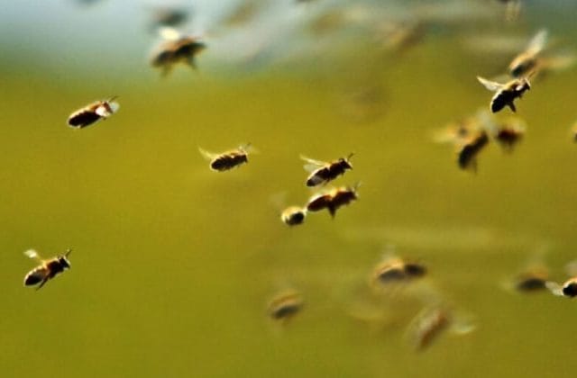Hincha fallece tras ataque de abejas en partido de fútbol en Iturbe Hincha fallece tras ataque de abejas en partido de fútbol en Iturbe