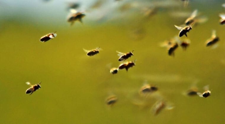 Hincha fallece tras ataque de abejas en partido de fútbol en Iturbe Hincha fallece tras ataque de abejas en partido de fútbol en Iturbe