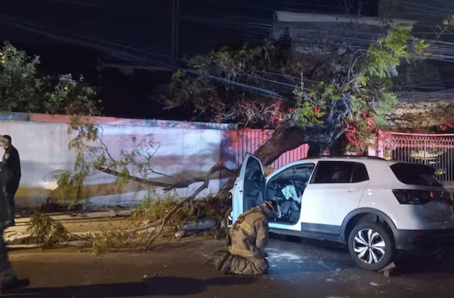 Conductor muere al estrellarse contra un árbol en barrio Jara Conductor muere al estrellarse contra un árbol en barrio Jara