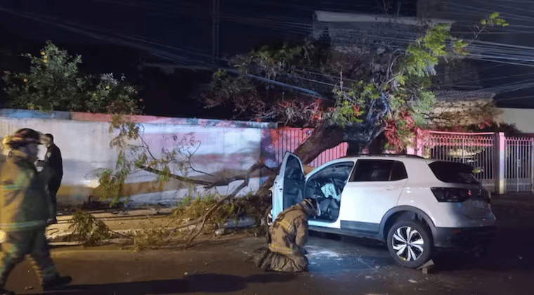 Conductor muere al estrellarse contra un árbol en barrio Jara