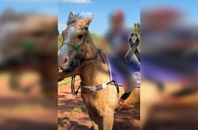 Imputan a padres del niño de ocho años fallecido en una carrera de caballos Imputan a padres del niño de ocho años fallecido en una carrera de caballos