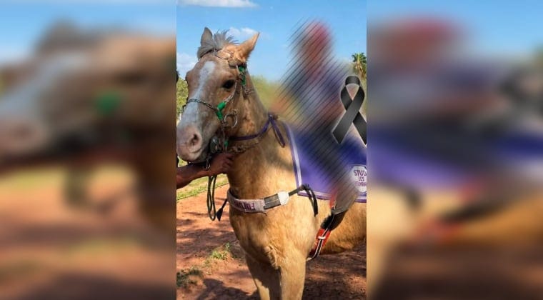 Otro niño forzado a ser “guaino” fallece durante carrera de caballos en Caaguazú Otro niño forzado a ser “guaino” fallece durante carrera de caballos en Caaguazú