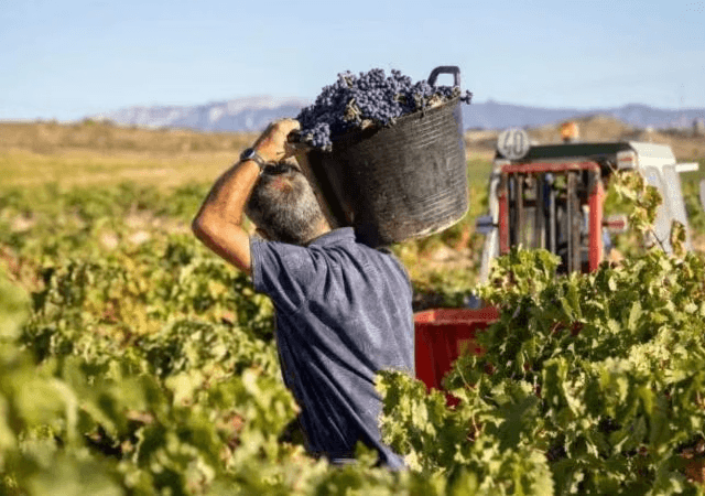 Convocan a paraguayos para empleo temporal en España Convocan a paraguayos para empleo temporal en España