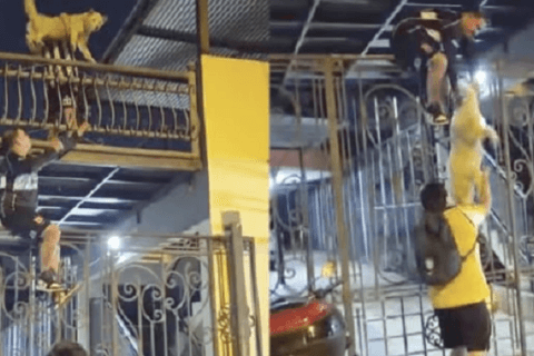 Rescatan a perrito atrapado con una escalera humana