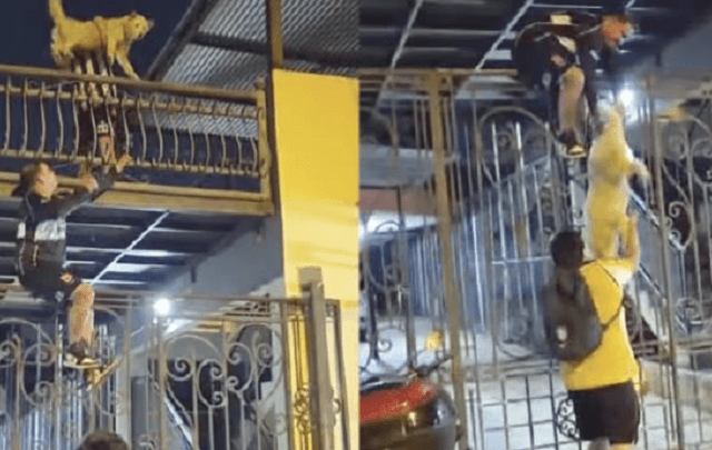 Rescatan a perrito atrapado con una escalera humana