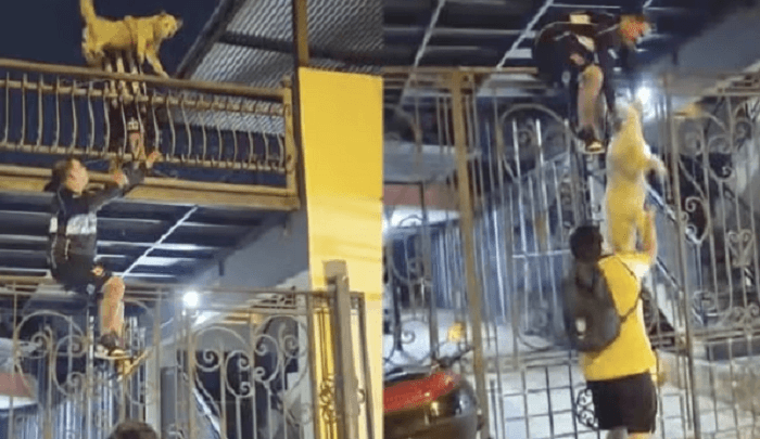 Rescatan a perrito atrapado con una escalera humana