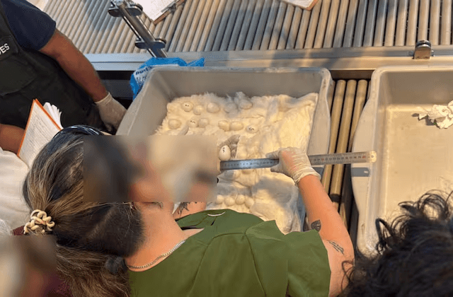 Insólito: dos mujeres intentaron llevarse en avión 44 huevos de guacamayo pegados al cuerpo