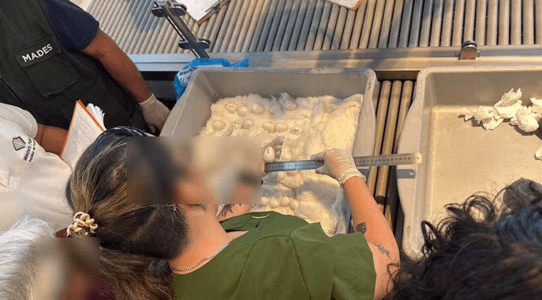 Insólito: dos mujeres intentaron llevarse en avión 44 huevos de guacamayo pegados al cuerpo