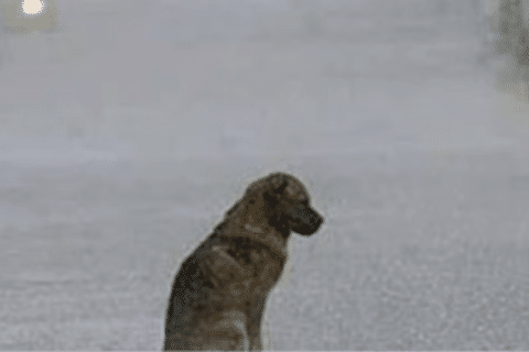 Dejar mascotas bajo la lluvia es maltrato y está penado por ley