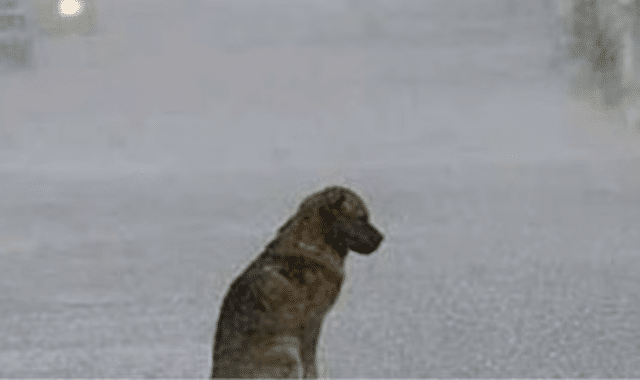 Dejar mascotas bajo la lluvia es maltrato y está penado por ley Dejar mascotas bajo la lluvia es maltrato y está penado por ley