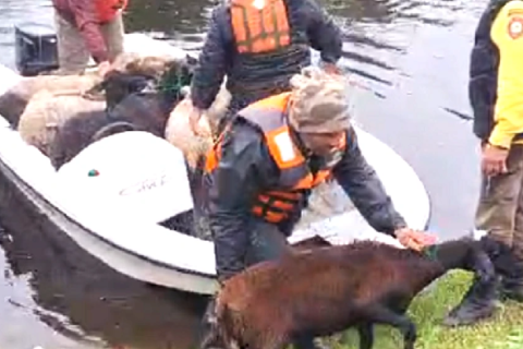 Familias arriesgan sus vidas para evacuar animales por crecidas del río Paraná y arroyo Yabebyry