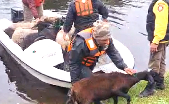 Familias arriesgan sus vidas para evacuar animales por crecidas del río Paraná y arroyo Yabebyry