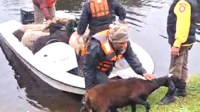 Familias arriesgan sus vidas para evacuar animales por crecidas del río Paraná y arroyo Yabebyry Familias arriesgan sus vidas para evacuar animales por crecidas del río Paraná y arroyo Yabebyry