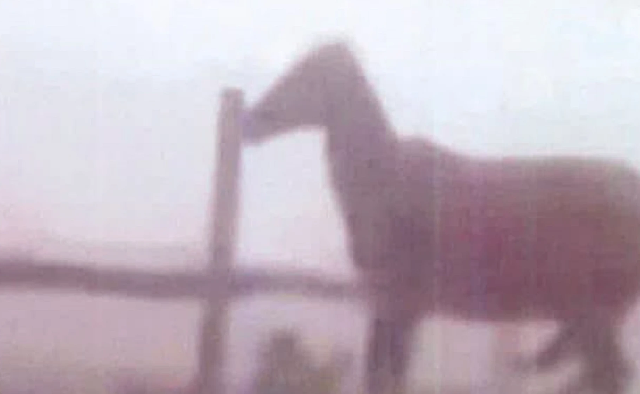 Defensa Animal pide indagar caso de caballo atado bajo la lluvia Defensa Animal pide indagar caso de caballo atado bajo la lluvia