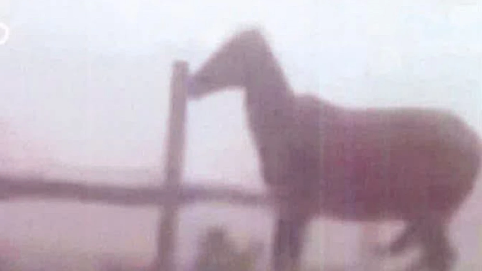 Defensa Animal pide indagar caso de caballo atado bajo la lluvia